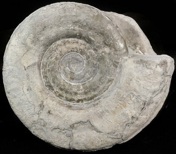 Hildoceras bifrons Ammonite - England #42667